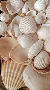 Venta al por mayor de conchas marinas del Océano mixtas secas naturales colección completa limpia conchas marinas pulidas variedad decoración de playa manualidades decoración del hogar - Product Image 5