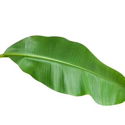 Esportazione di foglie di BANANA del VIETNAM sostenibile-STANDARD globale