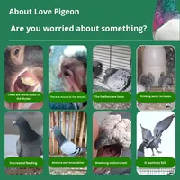 Биологически активная добавка Flying Pigeons Drop 2-в-1 для очищения дыхательных путей, 100 таблеток/флакон, улучшает здоровье птиц