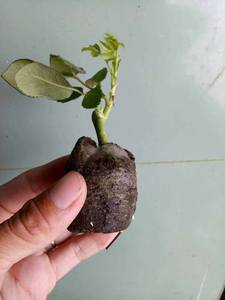 Cultivo de turba de coco, precio medio barato, cantidad a granel, iniciador de semillas, germinación, listo para enviar - Product Image 3