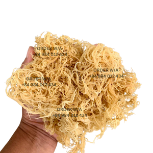 Encuentre las mejores ofertas en Golden Irish Sea Moss, 100% Wildcrafted Sea Moss para una salud y bienestar óptimos - Product Image 3