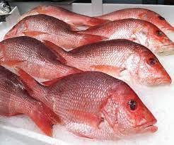Pargo Rojo de Ojos Grandes Congelado al por Mayor, Pescado Entero de Grado A, 800g, ¡Listo para Entrega! - Product Image 6
