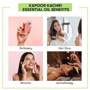 Aceite Esencial Puro de Jengibre Kapoor Kachri 100% para Hidratar, Aclarar, Reafirmar y Mejorar el Busto - Product Image 5