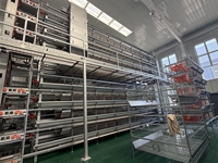 Nouveau système de cages à poulets de type H en acier galvanisé pour l'élevage avicole, facile à nettoyer