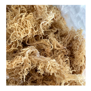 Proveedor de musgo marino seco de buena calidad de Vietnam/musgo marino irlandés a precio barato para exportar a todo el mundo - Product Image 4