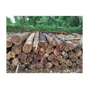 Grumes de teck africain fournies en grande quantité pour revêtements de sol armoires et boiseries décoratives - Product Image 5