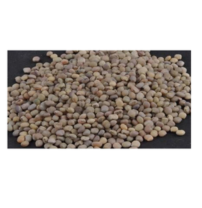 Graines de guar bon marché à vendre Fourniture en vrac de haute qualité pour l'extraction de la gomme de guar à usage agricole et l'exportation vers les marchés internationaux - Product Image 4