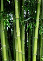 GreenZenBamboo Arbres en bambou naturel de 40 à 600 cm pour une ambiance apaisante et écologique avec une durée de vie de 3 à 5 ans