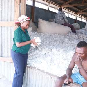Organic Certified <b>Raw</b> <b>Cotton</b> Bales for Spinning Use - Product Image 5
