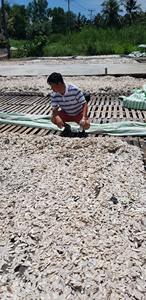 Proveedor confiable de hueso y polvo de sepia con calidad constante para exportación y uso doméstico - Product Image 5