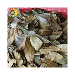 Venta al por mayor, mejor oferta, hojas de Guanábana secas, té de hojas de Graviola, hojas de Annona Muricata de Vietnam para compradores e importadores globales - Product Image 2