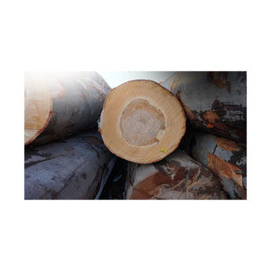 Grumes de hêtre durables offertes en qualité d'exportation pour l'approvisionnement mondial en bois et en bois - Product Image 5