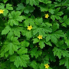 Hoja de melón amargo recién seca/grado de hierbas naturales puras/larga vida útil/exportación a granel - Product Image 4