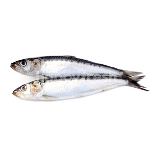 Pescado Barracuda congelado de grado superior ahora disponible para suministros al por mayor al mejor precio - Product Image 2