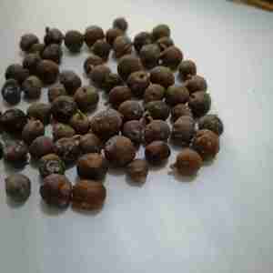 Premium organic juniper berries natural dried bulk supply new season wholesale private label packaging high quality berries - Product Image 4