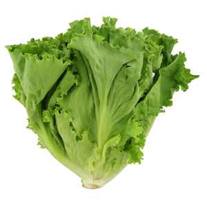 Lechuga de Tallo Fresco de Nueva Cosecha 2026, Lechuga Espárrago, Suministro de Fábrica, Precio Bajo, Venta al por Mayor a Granel, Calidad de Exportación - Product Image 3