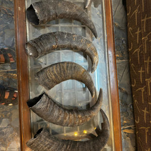 Cornes de buffle brutes polies par Crafts Galore-Style religieux et animal en gros authentique d'Inde - Product Image 1