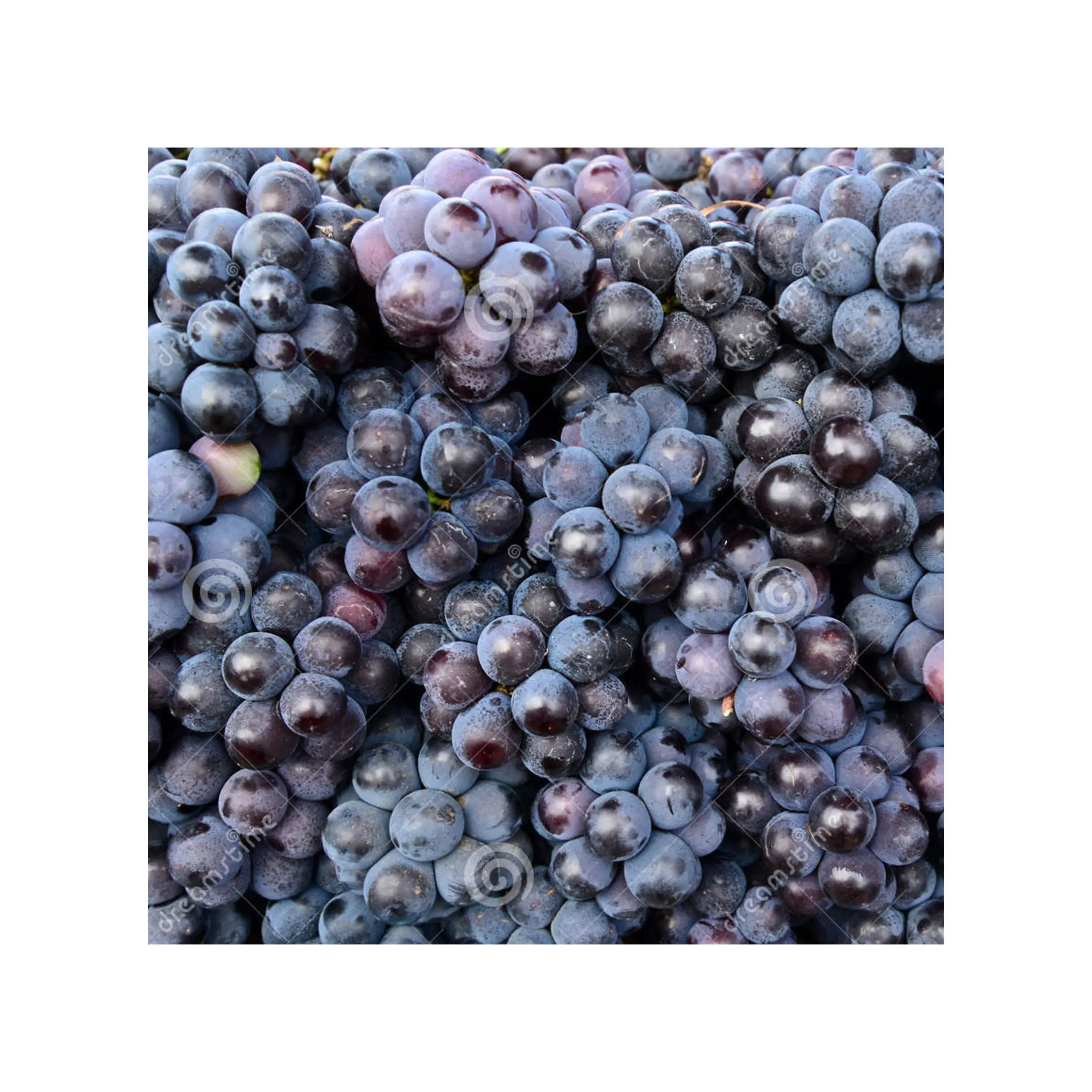 Uvas vermelhas frescas com sementes do Sul de alta qualidade, melhor preço, uvas vermelhas pretas e verdes com sementes frescas e sem sementes, para venda, frescas