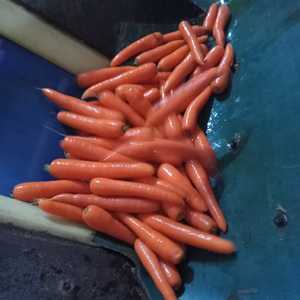 แครอทสดแบบพรีเมี่ยมแครอทแบบอียิปต์แครอทสดใหม่ผักเพื่อสุขภาพธรรมชาติสะอาด - Product Image 2