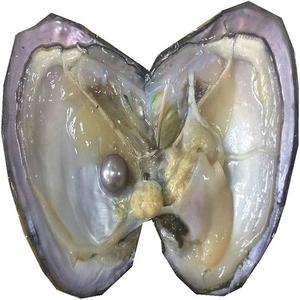 Cáscaras de media ostra sin pulir Océano vacío Natural Crudo Ostra sucia - Product Image 6