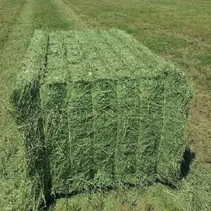 Semua ukuran segar hijau Alfalfa Hay/Hay Alfalfa/pakan hewan dari Jerman