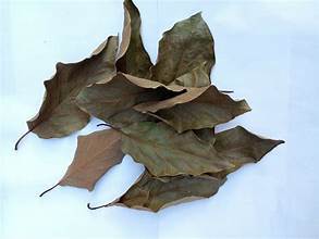 HOJAS DE AGUACATE SECAS PREMIUM ETIQUETA LIMPIA APOYO INMUNE A BASE DE PLANTAS INGREDIENTE DE TÉ - Product Image 3