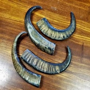 Cornes de buffle naturelles bien polies à vendre à des prix abordables - Product Image 4