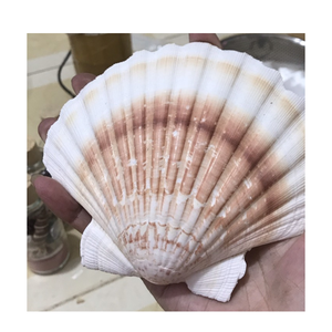 แฟลตหอยเชลล์อินทรีย์จากเวียดนามสำหรับงานฝีมือทำมือโครงการตกแต่งบ้านและโต๊ะ - Product Image 5