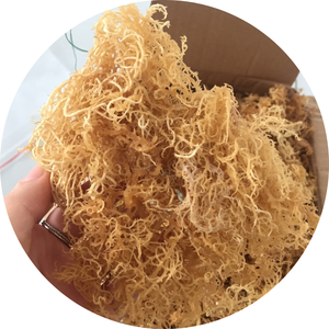 Algues marines séchées eucheuma, parfaites pour la transformation des ingrédients et l'utilisation industrielle, provenant du Vietnam - Product Image 4