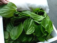 VENTE FLASH ! Feuilles de bétel vertes fraîches du Vietnam de haute qualité, 12 kg, boîte en mousse, meilleur prix pour la vente en gros