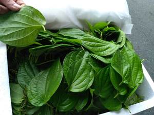 Offre Spéciale!!! Feuille de BETEL fraîche du VIETNAM avec la meilleure qualité et le meilleur prix pour la vente en gros - Product Image 5