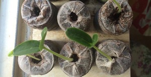 Discos de semillas de coco Premium Pellets de turba de coco natural para jardinería doméstica - Product Image 3