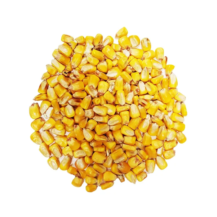 Yellow Corn Gluten Feed / Meal / Maize Animal Chicken 60% Corn Gluten Meal Feed