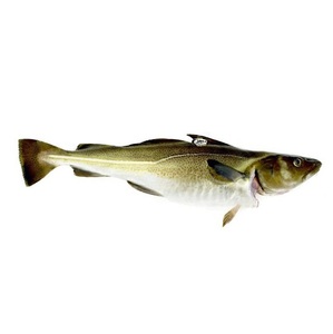 Mejor Precio Bacalao Salvaje del Atlántico |   Pescado Fresco de Bacalao del Atlántico Noruego Disponible - Product Image 3