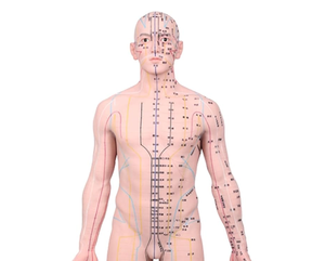 Akupunktur noktası öğrenme ve büyük taban sabit nokta tasarımı ile ekran için 55cm 21.6 inç silikon akupunktur modeli - Product Image 1