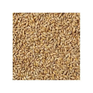 เมล็ดข้าวบาร์เลย์สำหรับใช้เป็นอาหารสัตว์สำหรับโคและแกะ ข้าวบาร์เลย์เพาะงอก ต้นกำเนิดจากเบลเยียม อายุการเก็บรักษา 2 ปี - Product Image 2