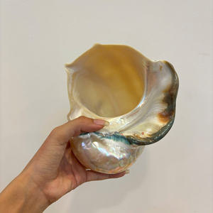 เปลือกหอยวัสดุจากมหาสมุทรเวียดนามเหมาะสำหรับงานหัตถกรรมที่สร้างสรรค์การตกแต่งของที่ระลึกและการใช้เครื่องประดับ - Product Image 5