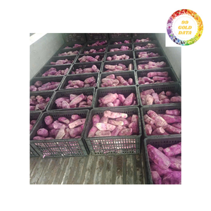 Direct Factory Frozen Purple Yam-Ube vietnamien pour les exportateurs, les restaurants et les chaînes de services alimentaires - Product Image 4
