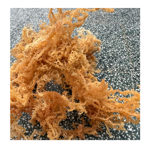 Produit de la meilleure qualité Algues Euchema Cottoni avec sel/Mousse de mer séchée Algues Chondrus Crispus Mousse de mer Spinosum - Product Image 6