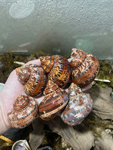 Auténtico Turbo Marmoratus Shell Premium Seashell Superficie pulida cuidadosamente limpiada a granel al por mayor adecuado - Product Image 4