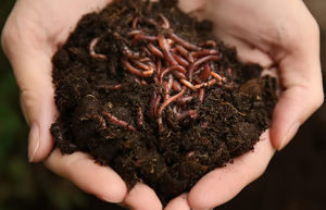 Vermicompost Biologique - Engrais Naturel - Nutrition des Plantes - Agriculture Durable - Product Image 1