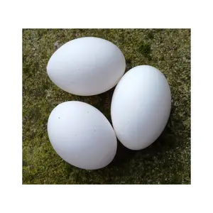 Proveedor blanco de huevos de pollo de granja ricos en proteínas frescas huevos de cáscara blanca disponibles ahora proveedor al por mayor huevos de pollo frescos