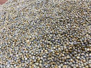 Bajra vert de bonne qualité d'alimentation des animaux de millet pour l'exportation - Product Image 5