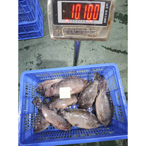 <span class=keywords><strong>ปลา</strong></span>ทิลาเปียแช่แข็ง 800 กรัม+ สำหรับตลาดสหรัฐอาหรับเอมิเรตส์ |   คุณภาพพรีเมียม บรรจุภัณฑ์แบบขายส่ง |   <span class=keywords><strong>ปลา</strong></span>นิลขายส่ง - Product Image 3