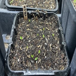 Poudre de farine de graines de coton à haute teneur en protéines jaune clair acide humique engrais organique 100% pureté pour l'application de pulvérisation foliaire - Product Image 6