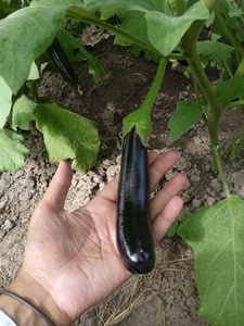 เมล็ดพันธุ์มะเขือยาวดำ F1 - Product Image 6
