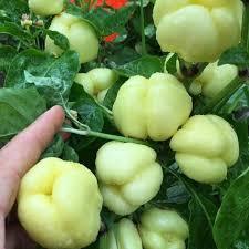 200 pezzi semi di peperone bianco biologico semi fresco raccolto Hobby giardino