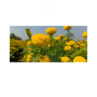 Semillas de Caléndula Ámbar Híbrida F1 de Alto Rendimiento Vokkal, 60-90cm de Altura, Ramas Abundantes, Pétalos Dobles, Flores Amarillas, 18-20g, Flores Frescas Cortadas