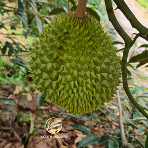Durian Congelado en Cajas de 20 kg para Exportación +84 976727907 Sra. Carolina - Product Image 5