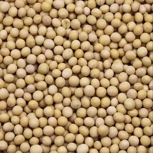 非转基因出口级黄豆/大豆进口商优质大豆